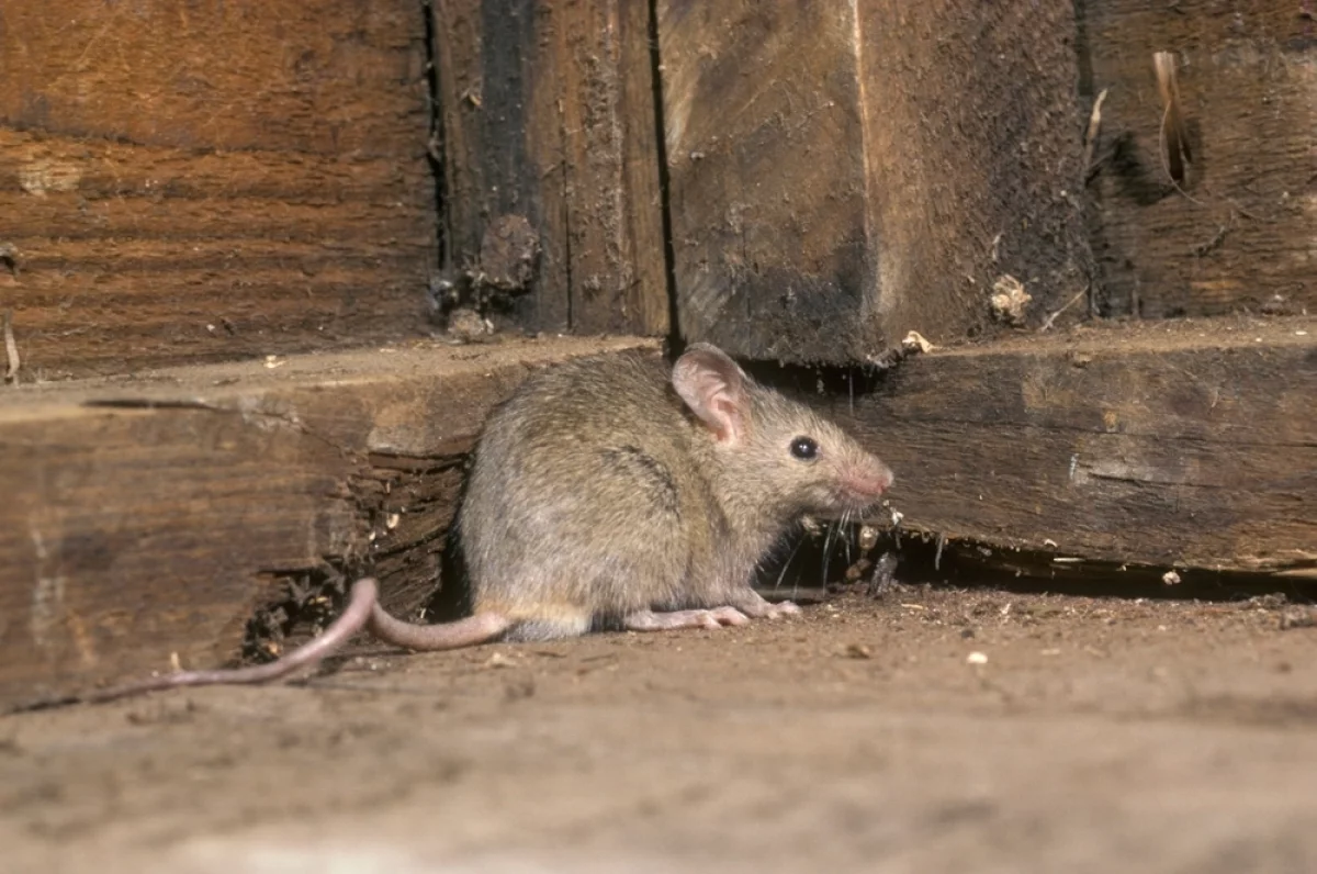 По весне дачники приезжают с уборкой, все моют, убирают, заметают — но сухие фекалии из пыли попадают на руки, в рот.