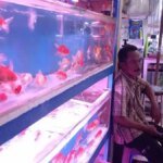 Perjuangan di Balik Akuarium Karno, Ikan-ikan Bisa