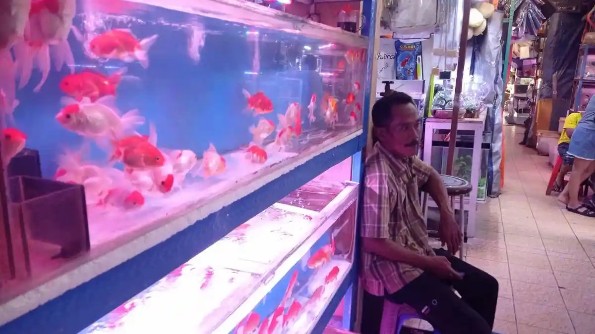 Perjuangan di Balik Akuarium Karno, Ikan-ikan Bisa