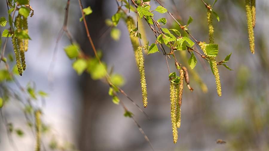 Ahli biologi menyebutkan waktu pembungaan pohon birch di wilayah ibu kota