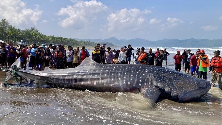 Dua Hiu Paus Terdampar di Cilacap, Diduga Toksisitas