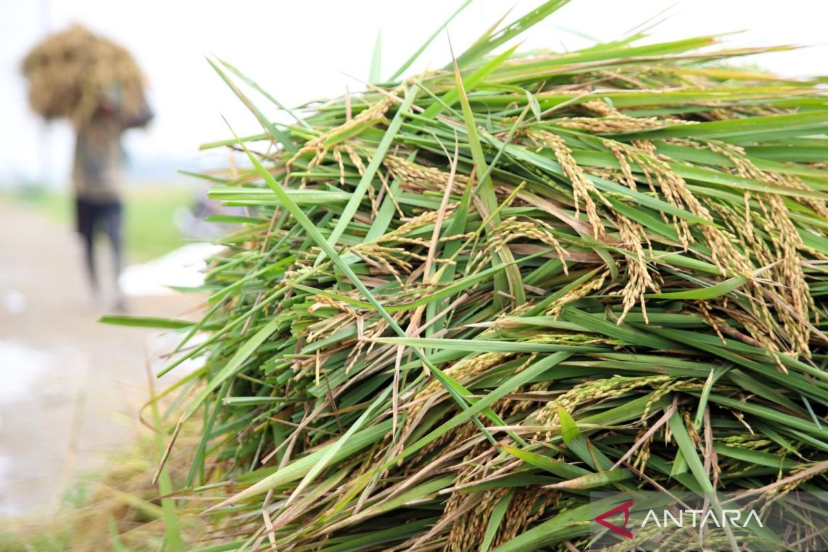Indonesia accelerates rice planting in Lamongan to counter El Niño