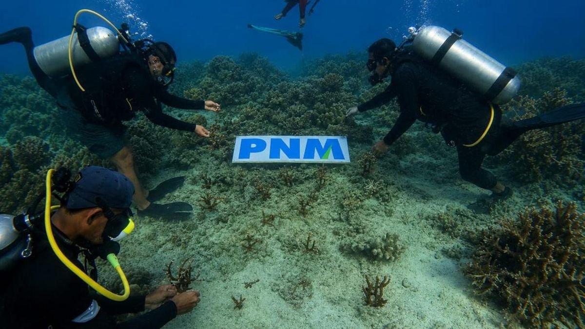 الحفاظ على المحيط، طريقة PNM لمنح الأطفال مستقبلًا مشرقًا