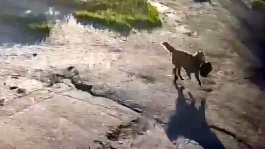 سرق كلب حقيبة امرأة في كورسك: ما هو معروف